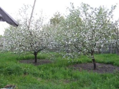 Яблуня Мельба опис сорту, характеристики і посадка дерева