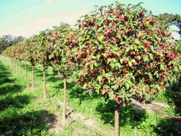 Cadou de arbori de mere pentru descrierea, îngrijirea și randamentul grădinarilor