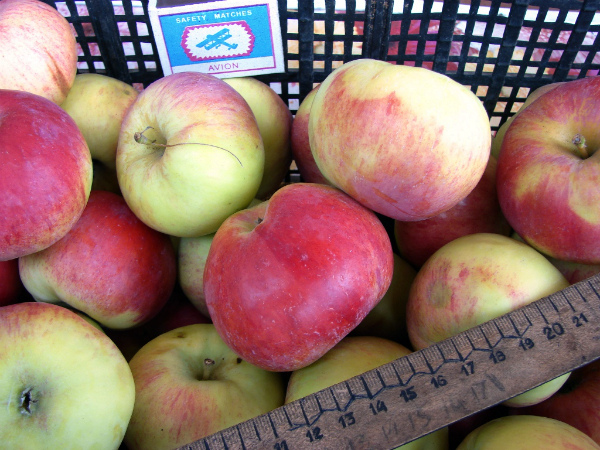 Яблуня подарунок садівникам опис, догляд і врожайність