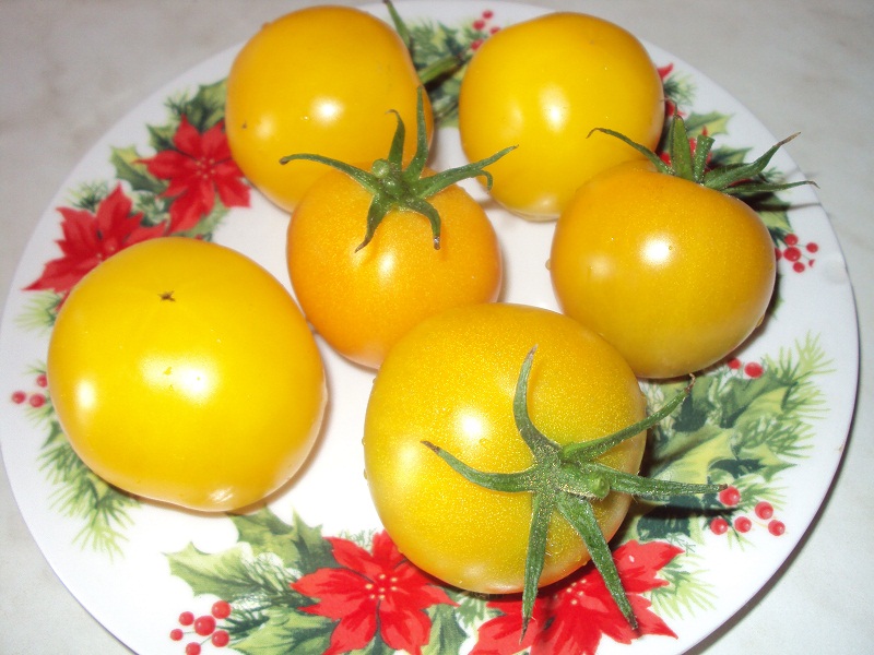 Я вдома - улюблені сорти томатів