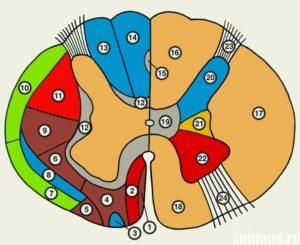 Nucleul definiției și conceptului măduvei spinării