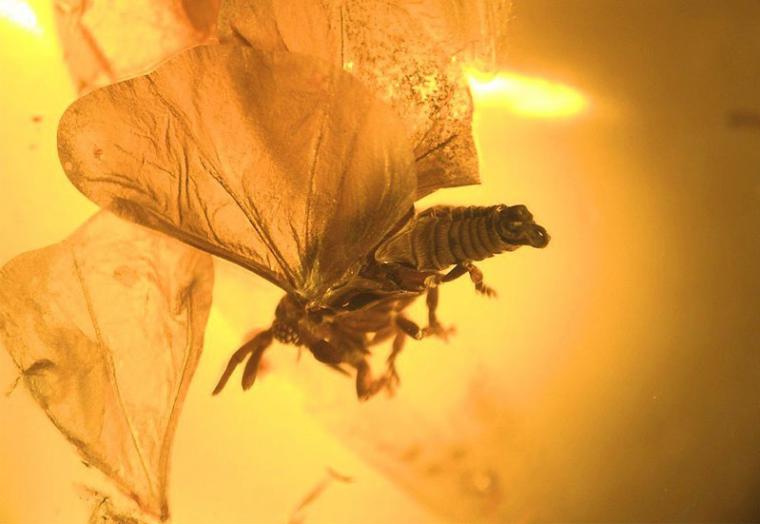 Бурштиновий полон доісторичних комах - ярмарок майстрів - ручна робота, handmade