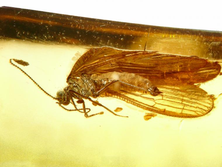 Бурштиновий полон доісторичних комах - ярмарок майстрів - ручна робота, handmade
