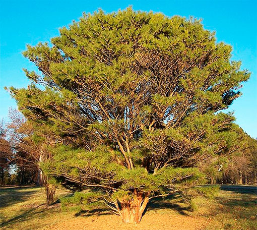 Japonez roșu de culoare de pin - o specie unică de copaci conifere