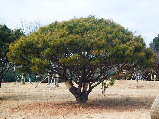 Японська червона густо цвітна сосна - унікальний вид хвойних дерев