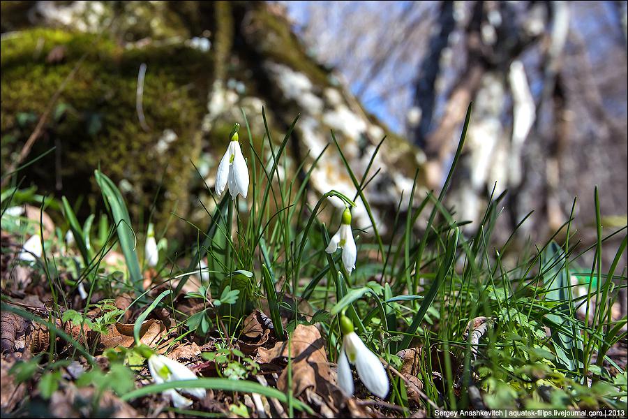 I - törékeny és kényes Galanthus nivalis! Nők Klubja - Mama Klub (enyhe) I - törékeny és kényes Galanthus nivalis! Nők Klubja - Mama Klub