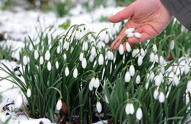 I - törékeny és kényes Galanthus nivalis! Nők Klubja - Mama Klub (enyhe) I - törékeny és kényes Galanthus nivalis! Nők Klubja - Mama Klub