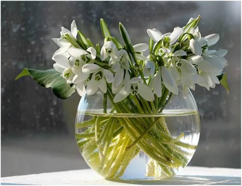 I - törékeny és kényes Galanthus nivalis! Nők Klubja - Mama Klub (hóvirág) I - törékeny és kényes Galanthus nivalis! Nők Klubja - Mama Klub