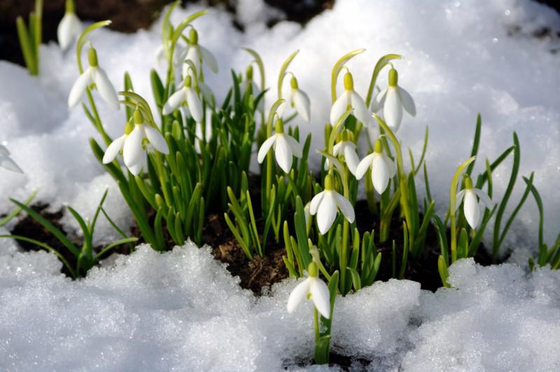 I - törékeny és kényes Galanthus nivalis! Nők Klubja - Mama Klub