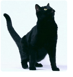 De ce nu le place o pisică neagră