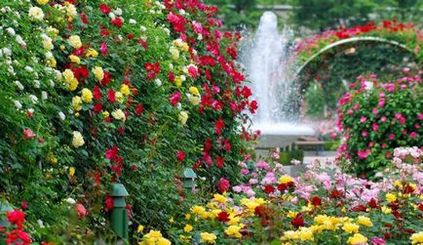 Regularitățile creării unei grădini de flori