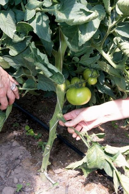 Protejarea tomatelor de phytophthora