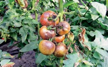 Захист томатів від фітофтори