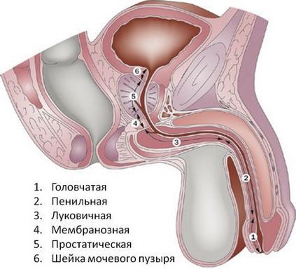 Stagnarea sângelui într-un mic pelvis la bărbați - popular pentru sănătate, conversație serioasă