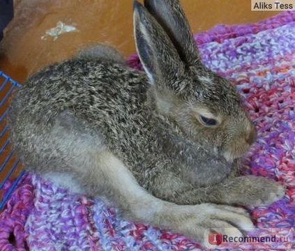 Заєць-біляк - «ніколи і ні за що не заводьте дикого зайця! Ну, а якщо до вас потрапив такий вихованець,