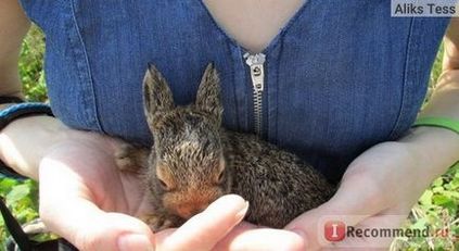 Заєць-біляк - «ніколи і ні за що не заводьте дикого зайця! Ну, а якщо до вас потрапив такий вихованець,