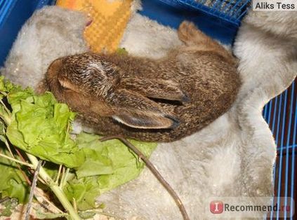 Заєць-біляк - «ніколи і ні за що не заводьте дикого зайця! Ну, а якщо до вас потрапив такий вихованець,