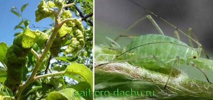 Green aphidele de mere sunt cele mai eficiente metode de luptă