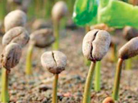 Cafea verde cumpăra comanda de cafea verde