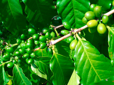 Cafea verde cumpăra comanda de cafea verde