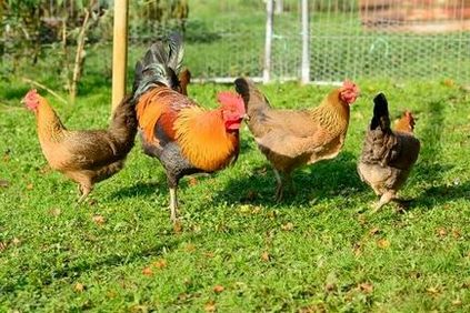 Zelenonozhka fajta csirkék - egy leírást képek és videó