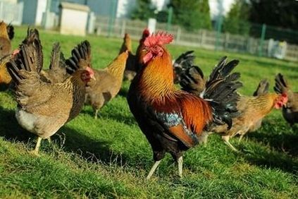 Zelenonozhka fajta csirkék - egy leírást képek és videó