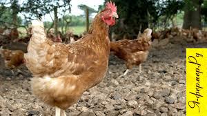 Viermii de vierme - o hrană bună pentru proteine ​​pentru găini