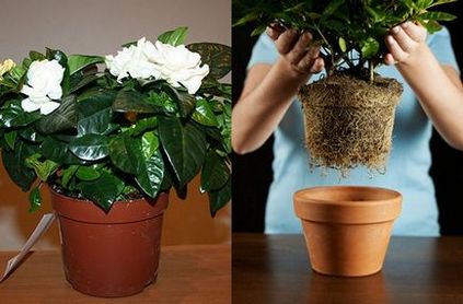 Жасмин самбак - фото рослини, догляд в домашніх умовах, що робити коли не цвіте, відео
