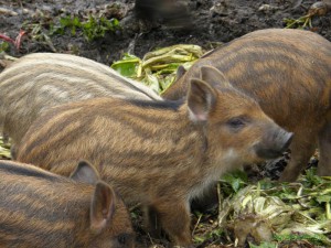 Animale din Karelia