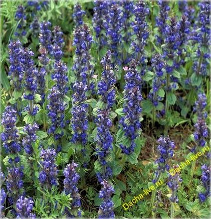 Живучка (ajuga) види і сорти, вирощування, фото