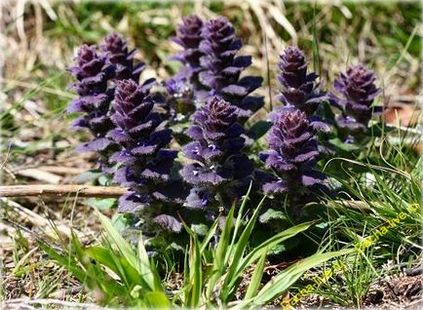 Живучка (ajuga) види і сорти, вирощування, фото