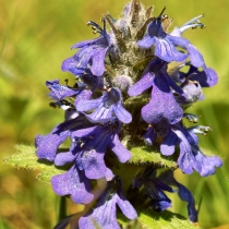 Zhivuchka creeping, piramidale, Geneva - fotografie, catalog de plante de gradina