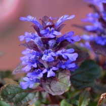 Zhivuchka creeping, piramidale, Geneva - fotografie, catalog de plante de gradina