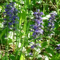 Zhivuchka creeping, piramidale, Geneva - fotografie, catalog de plante de gradina