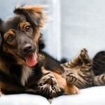 Élő kutya és macska (barátság állatok) Élő, mint a kutya és macska