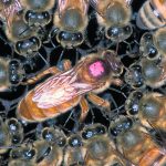 Viața unei familii de albine în timpul anului este o casă de miere