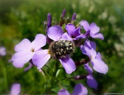 Beetle Olenka (cserebogár) bozontos, módszerei a harc - jó tanácsot - zöldség, kert, ház
