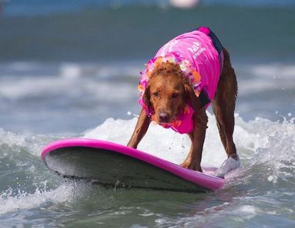 Inima de aur a unui câine surfer îi ajută pe copiii și adulții bolnavi să iubească viața și să găsească forța de a lupta