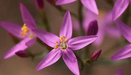 centaury alkoholizmus