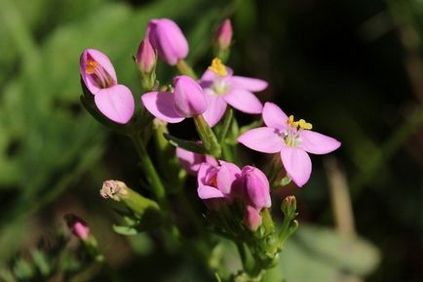 centaury alkoholizmus