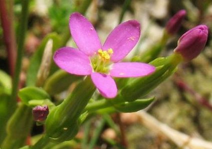 centaury alkoholizmus