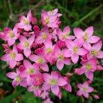 centaury alkoholizmus