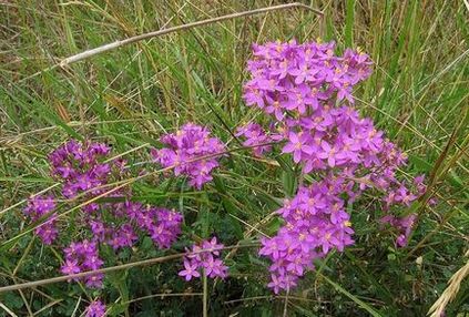 centaury alkoholizmus