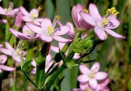 centaury alkoholizmus