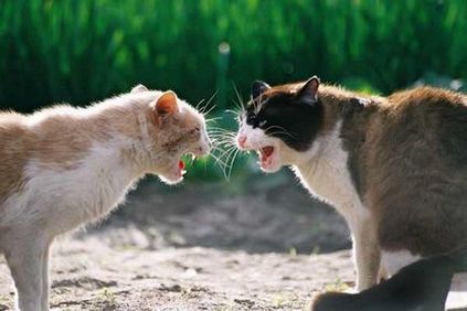Звуки кішок в шлюбний період шлюбні крики котів, заклики кішки