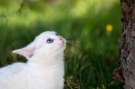 10 поширених міфів про кішок (10 фото текст) - позитивний Смішарики