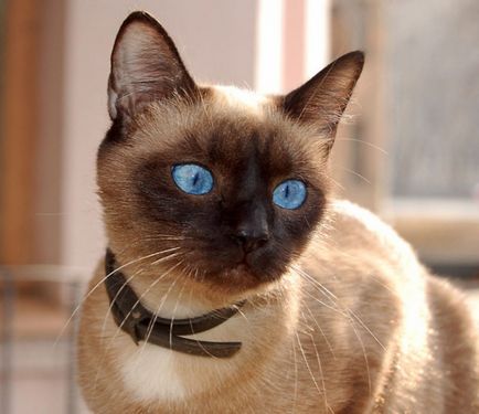 10 mituri comune despre pisici (10 fotografii) - smesharik pozitiv