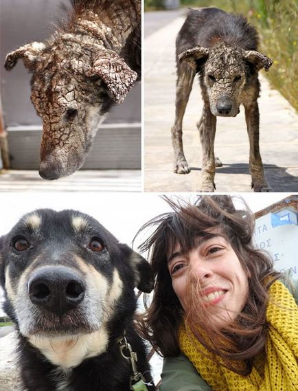 15 Фото собак, яким пощастило, і вони знайшли свій будинок