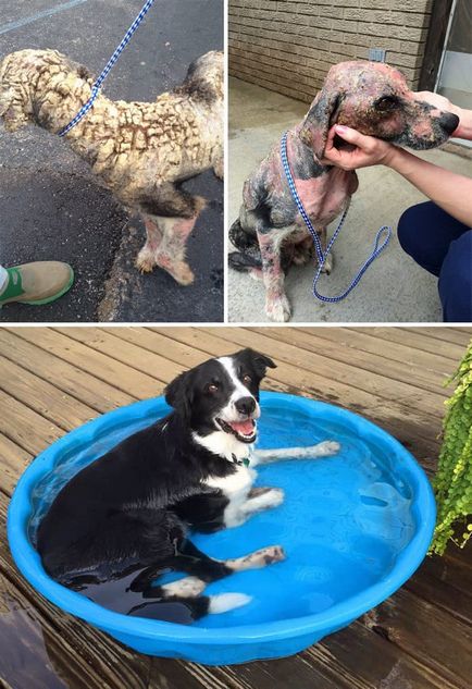 15 Fotók kutyák, akik szerencsések, és megtalálták a hazai