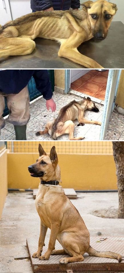 15 Fotografiile câinilor norocoși și-au găsit casa